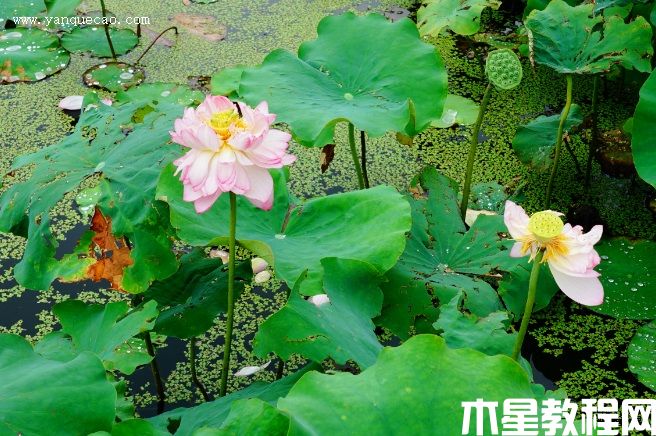 金陵女神(圖3) 金陵女神