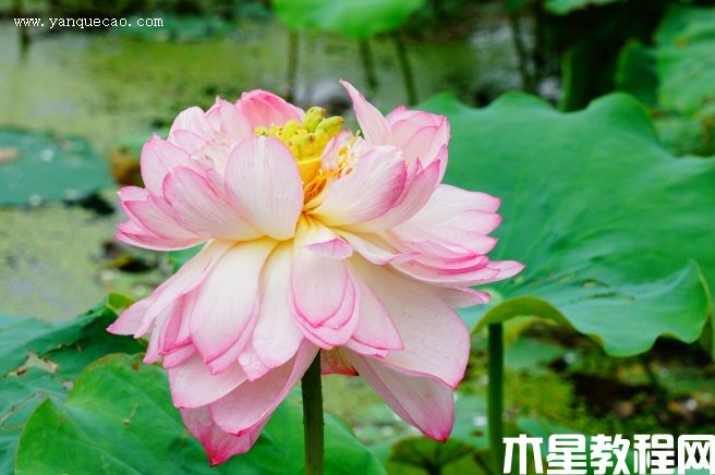金陵女神 金陵女神