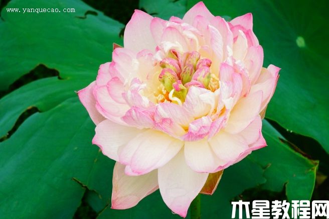 新云錦 新云錦