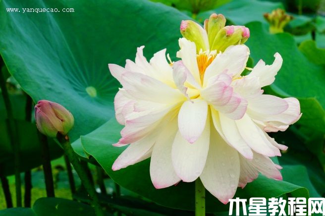 新云錦 新云錦