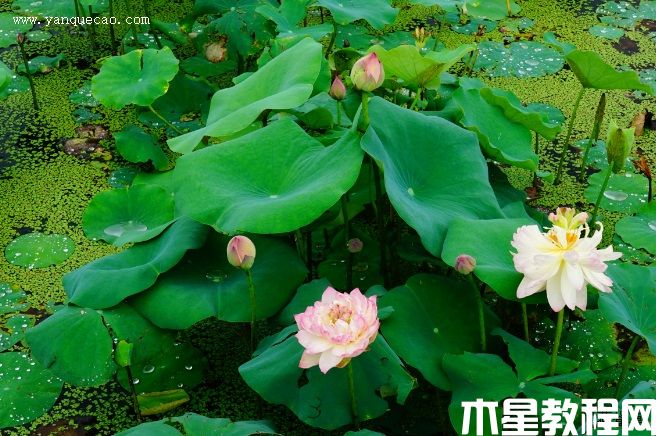 新云錦(圖3) 新云錦