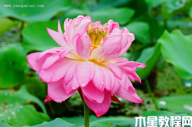 紅盞托珠 紅盞托珠
