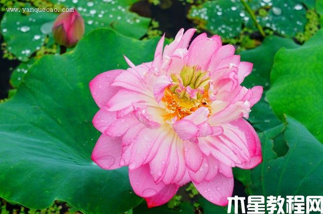 紅盞托珠 紅盞托珠