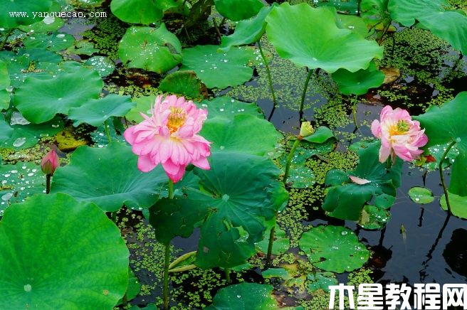 紅盞托珠(圖3) 紅盞托珠