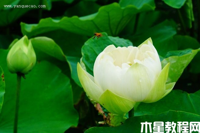 梨花白 梨花白