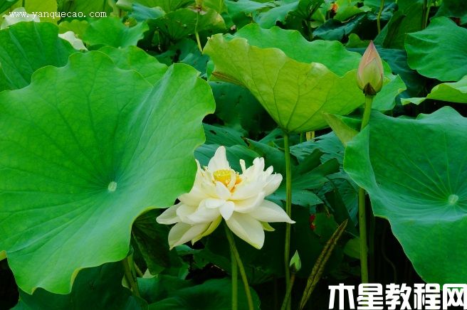 梨花白(圖3) 梨花白