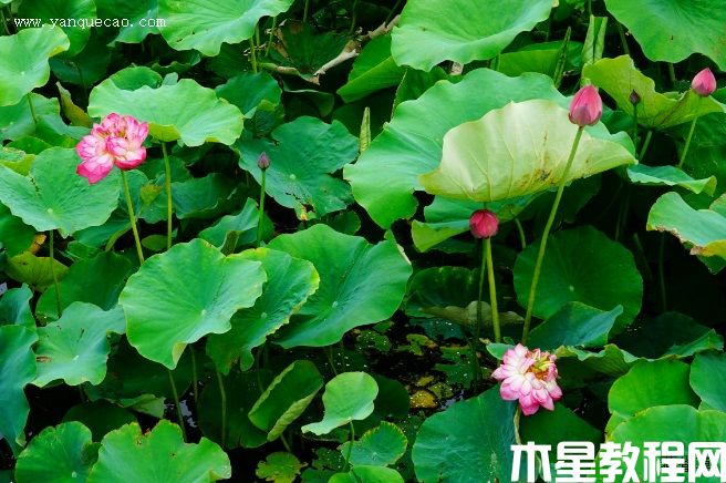 紅千葉(圖3) 紅千葉