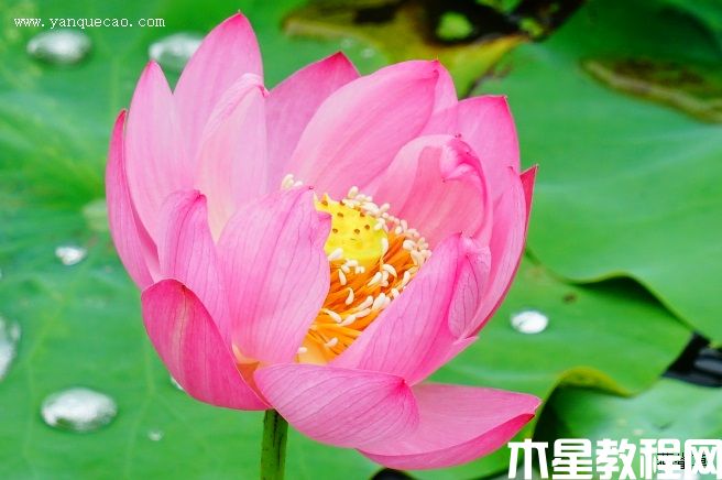 紫金荷 紫金荷