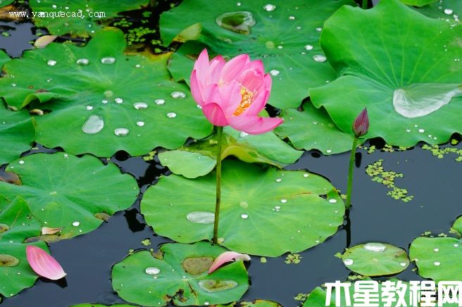 紫金荷(圖3) 紫金荷
