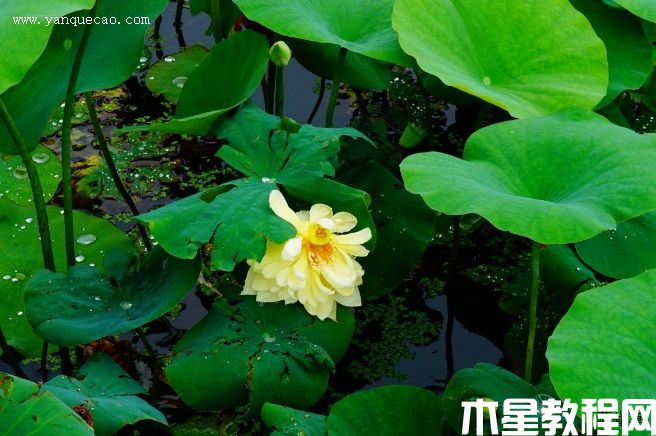 秣陵秋色(圖3) 秣陵秋色