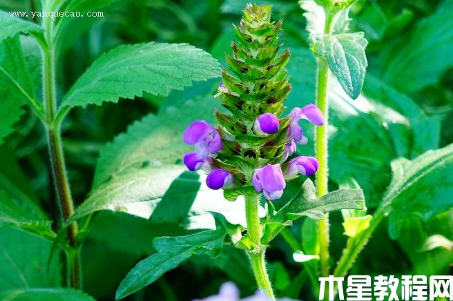 大花夏枯草 大花夏枯草