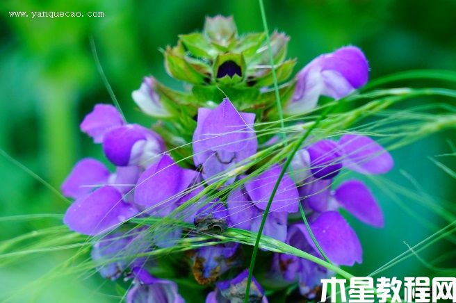 大花夏枯草 大花夏枯草