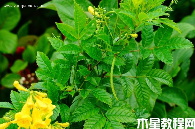 黃鐘花