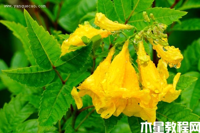 黃鐘花