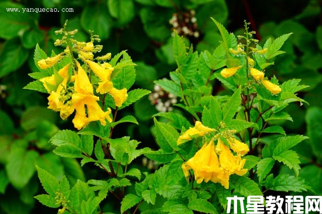 黃鐘花