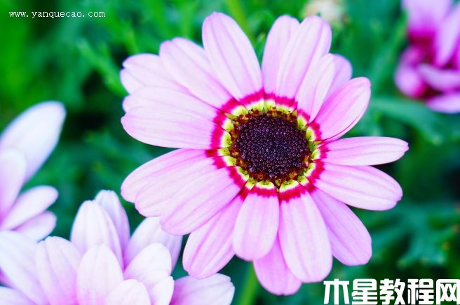 格蘭黛絲粉色木茼蒿