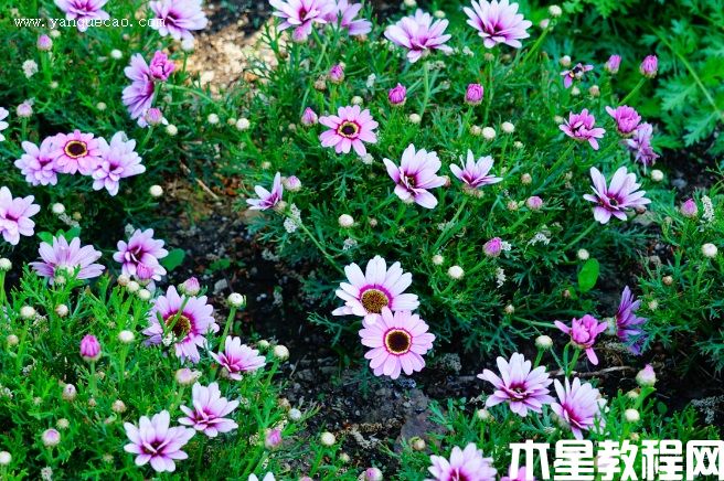 格蘭黛絲粉色木茼蒿