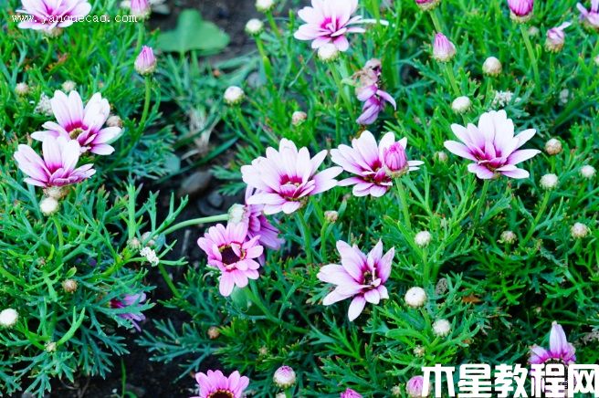 格蘭黛絲粉色木茼蒿