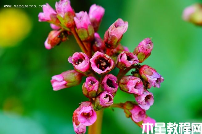 巖白菜