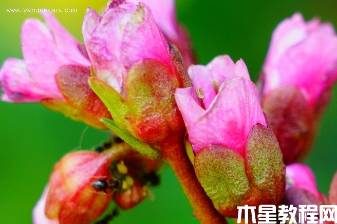 巖白菜