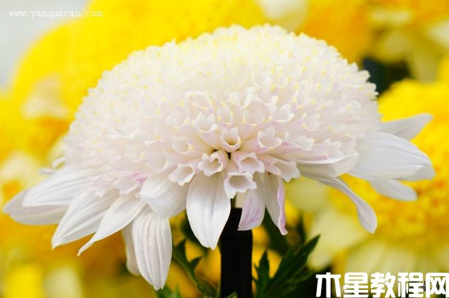 丁子菊 丁子菊