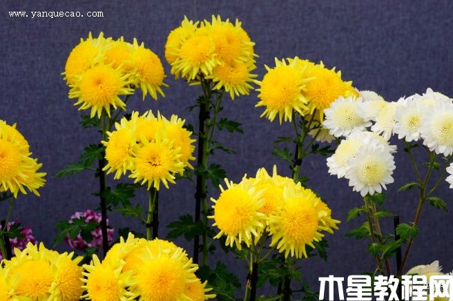 丁子菊(圖3) 丁子菊