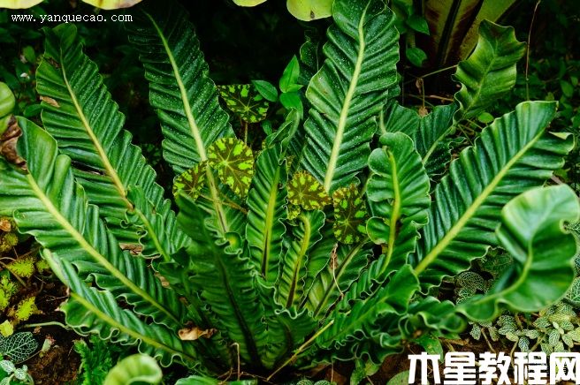 眼鏡蛇巢蕨 眼鏡蛇巢蕨