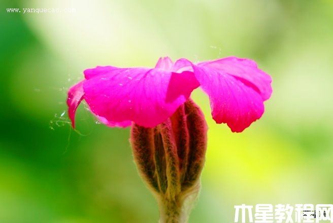 毛剪秋羅