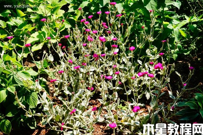 毛剪秋羅
