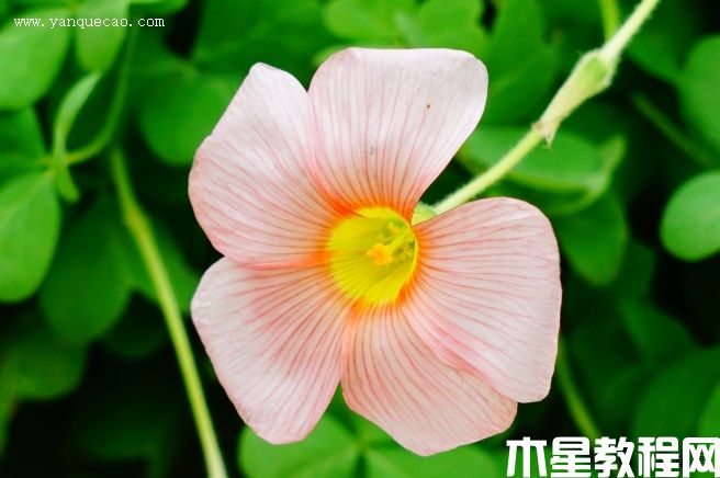 芙蓉花酢漿草 芙蓉花酢漿草
