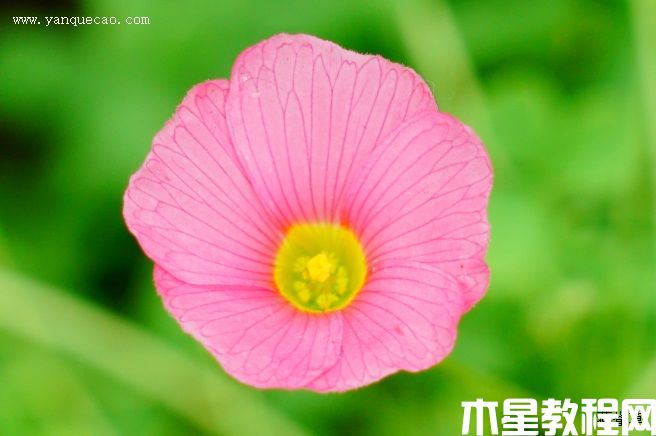 芙蓉花酢漿草 芙蓉花酢漿草