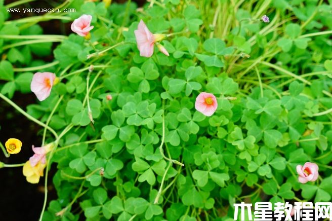芙蓉花酢漿草(圖3) 芙蓉花酢漿草
