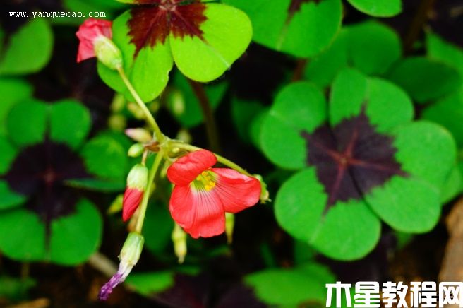 鐵十字酢漿草