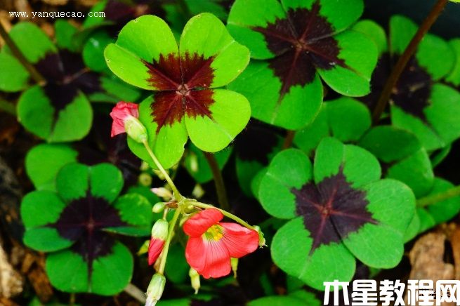 鐵十字酢漿草