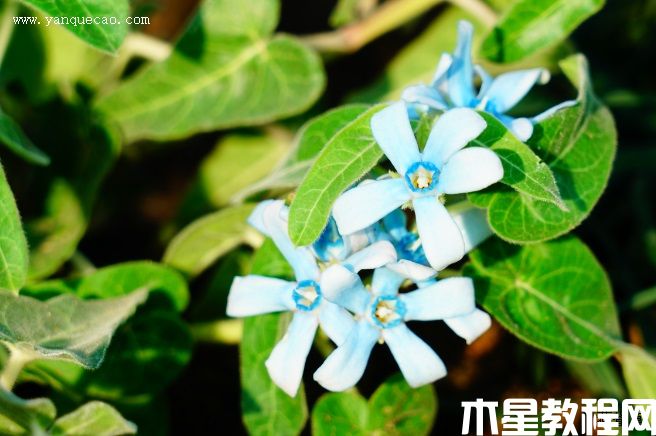 天藍尖瓣藤 天藍尖瓣藤