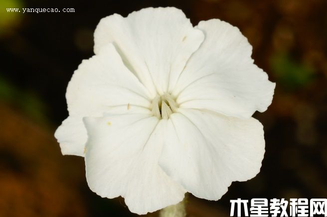 白花毛剪秋羅