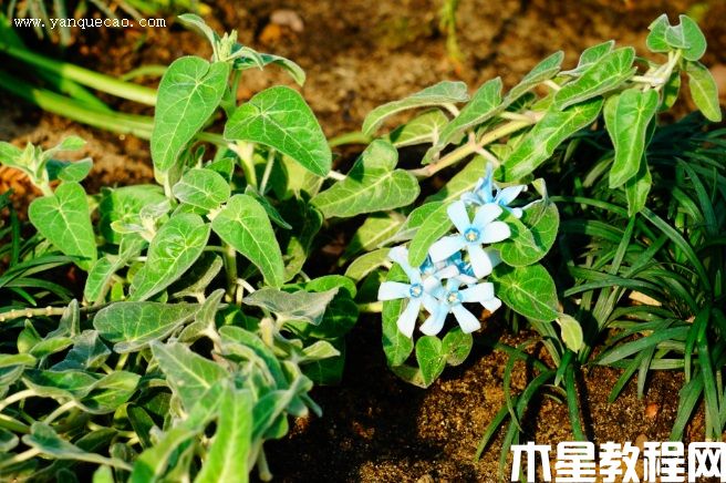 天藍尖瓣藤(圖3) 天藍尖瓣藤