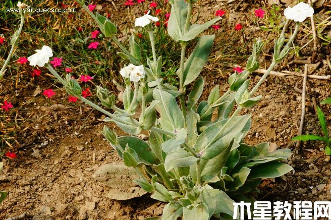 白花毛剪秋羅