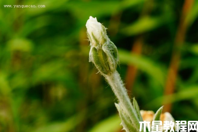 白花毛剪秋羅
