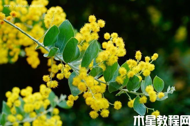 珍珠金合歡