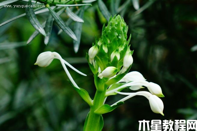 三褶蝦脊蘭