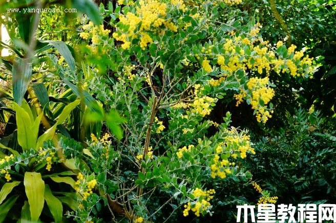 珍珠金合歡