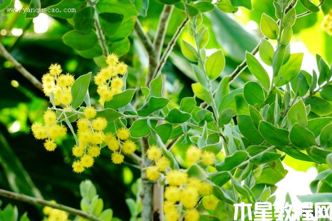 珍珠金合歡
