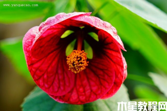玫紅金鈴花