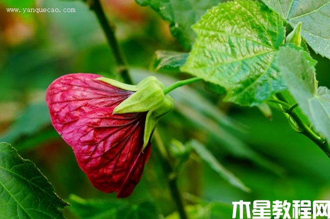 玫紅金鈴花