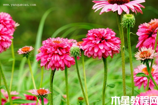 至尊火烈鳥松果菊