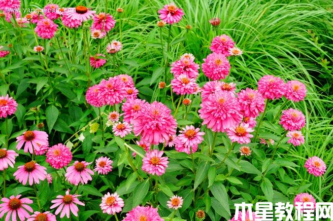 至尊火烈鳥松果菊