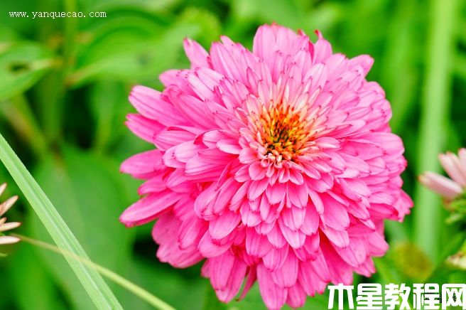 至尊火烈鳥松果菊