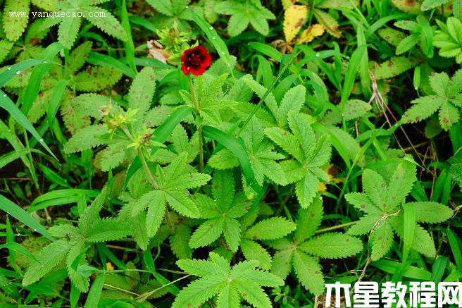 天鵝絨委陵菜(圖3) 天鵝絨委陵菜