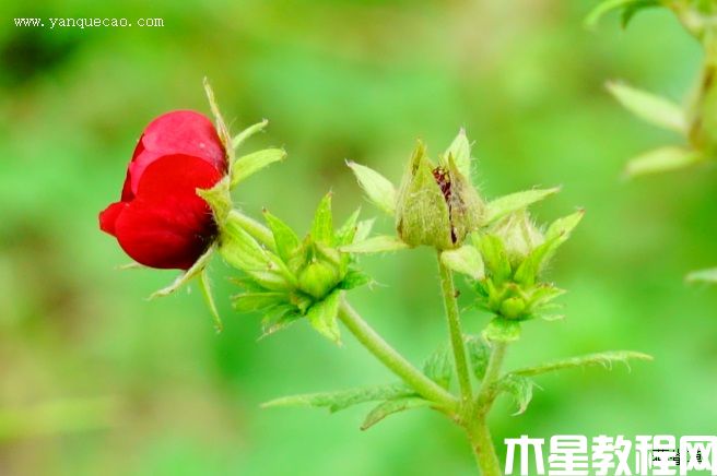 天鵝絨委陵菜 天鵝絨委陵菜